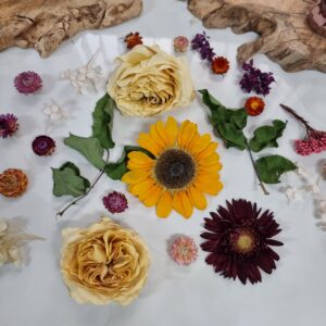 13. Πως αποξηραίνουμε λουλούδια